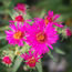 Aster novae-angliae Alma Potschke